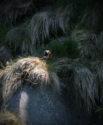 Tufted Puffin.jpg