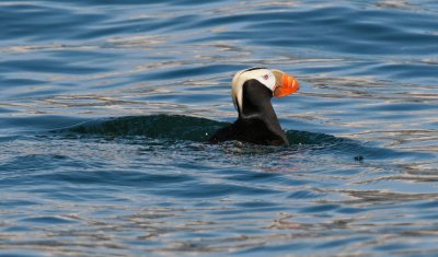 Tufted Puffin 1.jpg