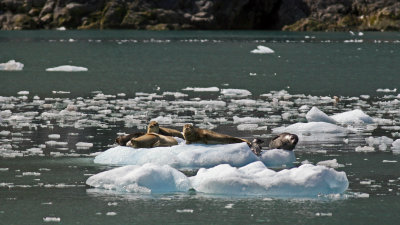 Harbor Seals.jpg
