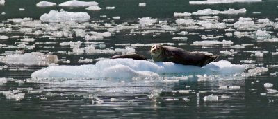 Harbor Seals 2.jpg