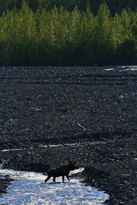 Moose at Exit Glacier.jpg