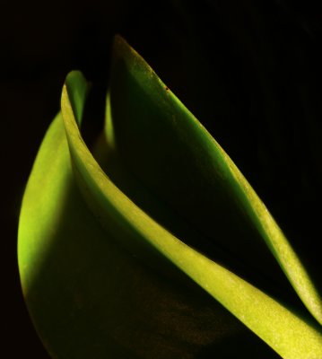 Orchid Leaves 2.jpg