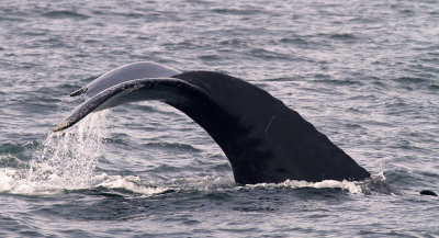 Humpback whale 2.jpg