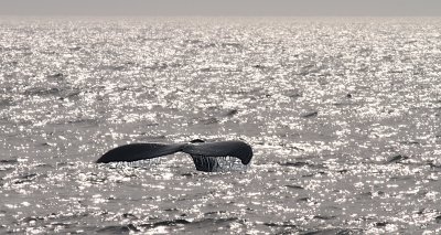 Humpback whale 3.jpg