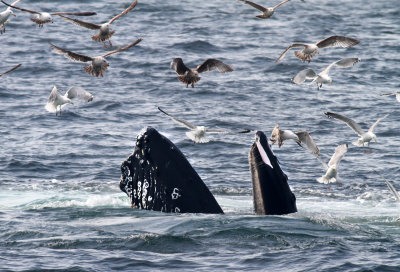 Humpback whale 1.jpg