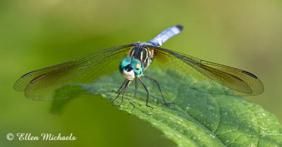 Blue Dasher Dragonfly (male)