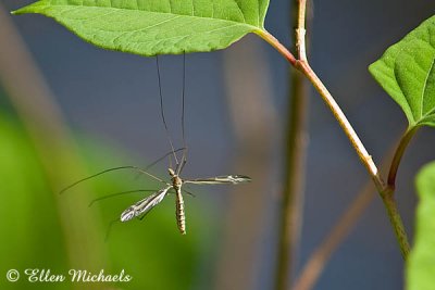 Crane Fly (male)