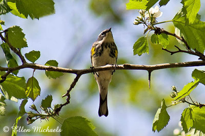 Yellow-rumped Warbler