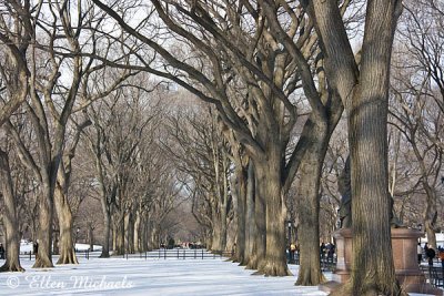 Winter at the Mall in Central Park