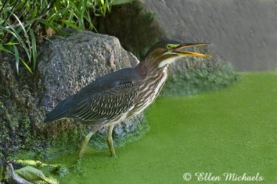 Green Heron (juvenile)