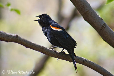 Red-winged Blackbird