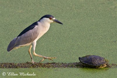 Black-crowned Night-Heron