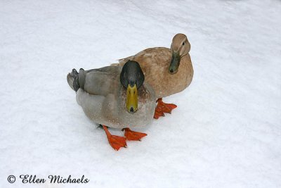 Mallard Ducks (hybrid)