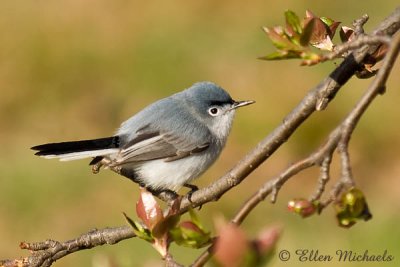Blue-gray Gnatcatcher