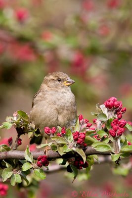 House Sparrow (female)