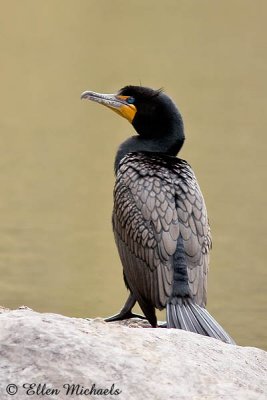 Double-crested Cormorant