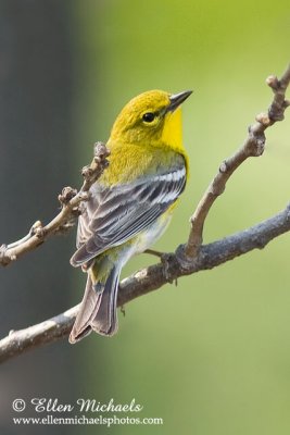 Pine Warbler