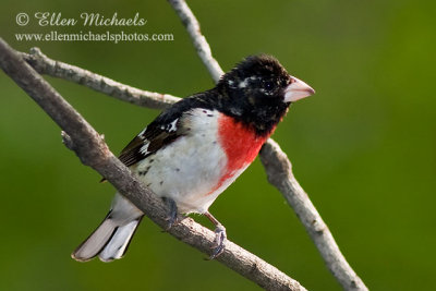 Rose-breasted Grosbeak