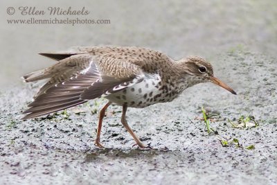 Spotted Sandpiper
