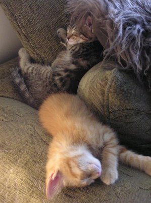 kittens 014.jpg
