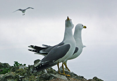 Seagulls in Gibraltar.