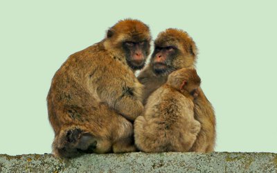 Barbary macaque- family