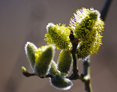 Budding