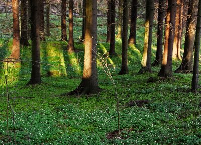 Evening Sun