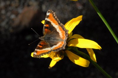 Milberts Tortoise Shell_0793.jpg