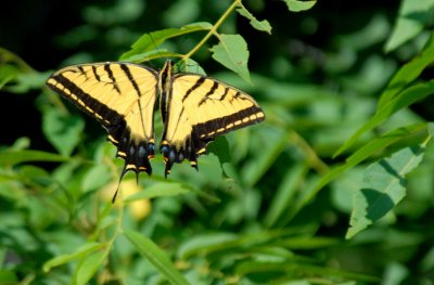 Papilio Multicaudata_0488.jpg