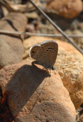 Hemiargus isola (underside)