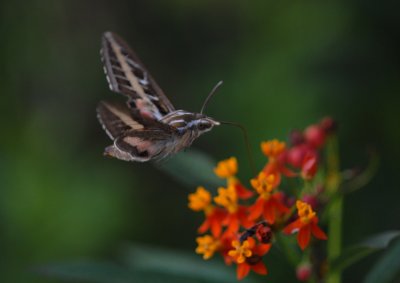 White Lined Morning Sphinx