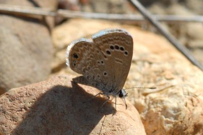Hemiargus Isola