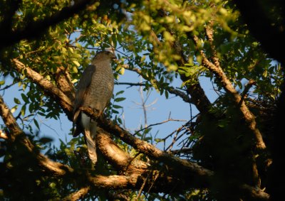 Adult female Cooper's hawk by the nest