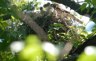 Mother Coopers Hawk with four young birds.