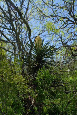 Giant Spanish Dagger in Bloom