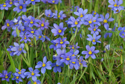 Blue Eye Grass