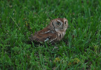 Western Screech Owl with mouse