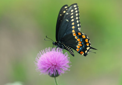 Black Swallowtail Male (underside)