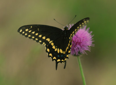Black Swallowtail Male