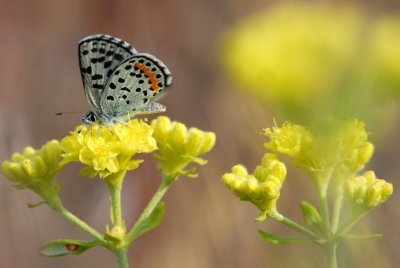 Plebejus lupinus