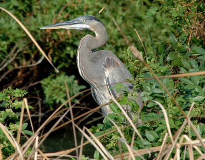g3/53/115753/3/57184564.GBH_20051015_22.jpg