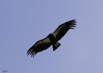 g3/53/115753/3/57187121.calCondor138.jpg