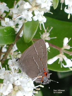Northern Hairstreak