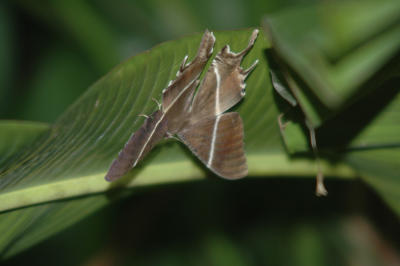 Day flying moth