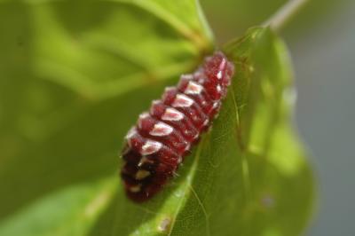 Henry's Elfin (Incisalia henrici) larva