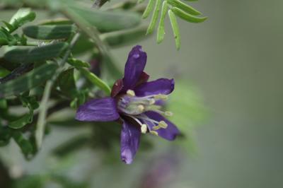 Guayacan (Porliera angustifolia) imm22