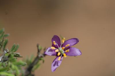 Guayacan (Porliera angustifolia) imm29