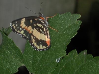 Scudder's Patch Butterfly