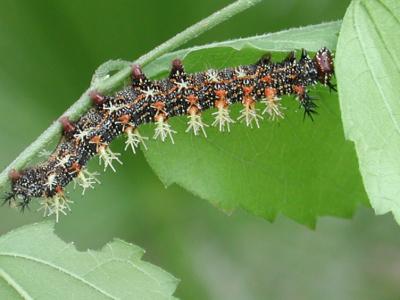 Question Mark Butterfly larva